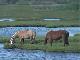 Assateague Island National Seashore (United States)